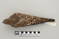 Falco sparverius image