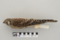 Falco sparverius image