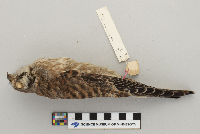 Falco sparverius image