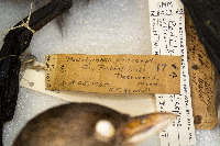 Podilymbus podiceps image