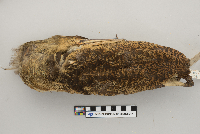 Botaurus lentiginosus image