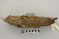 Botaurus lentiginosus image