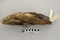 Botaurus lentiginosus image