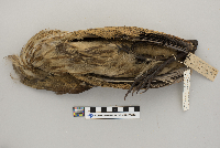 Botaurus lentiginosus image