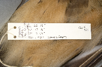 Buteo lagopus image