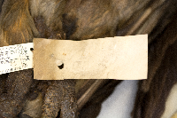 Pandion haliaetus image