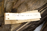 Pandion haliaetus image