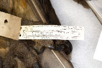 Pandion haliaetus image