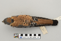 Falco sparverius image