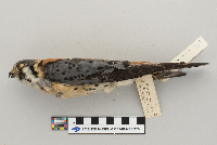 Falco sparverius image