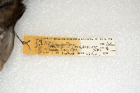 Aythya collaris image