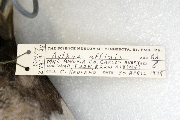 Aythya affinis image