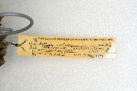 Aythya collaris image