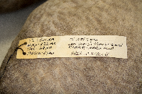 Aythya americana image