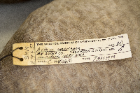 Aythya americana image