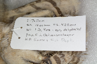 Bubo virginianus image