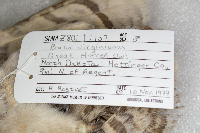 Bubo virginianus image