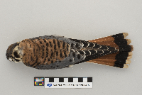 Falco sparverius image