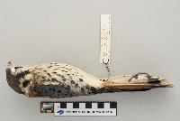 Falco sparverius image
