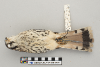 Falco sparverius image