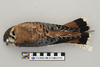 Falco sparverius image