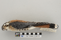 Falco sparverius image