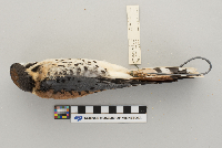 Falco sparverius image