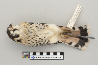 Falco sparverius image