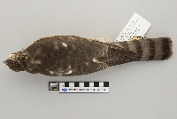 Accipiter striatus image