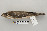 Accipiter striatus image
