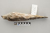 Accipiter striatus image