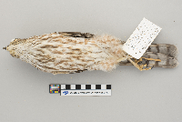 Accipiter striatus image