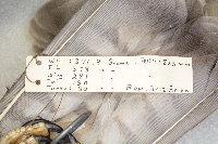 Buteo swainsoni image