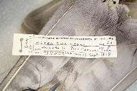 Buteo swainsoni image