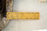 Anas platyrhynchos image