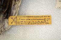 Anas platyrhynchos image