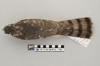 Accipiter striatus image