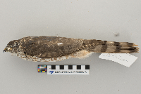 Accipiter striatus image