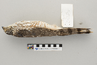 Accipiter striatus image