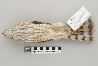 Accipiter striatus image