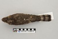 Accipiter striatus image