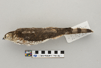 Accipiter striatus image