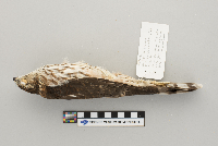 Accipiter striatus image