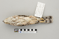 Accipiter striatus image