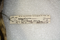 Aythya valisineria image