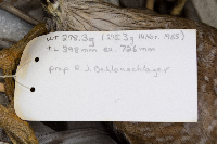 Accipiter cooperii image