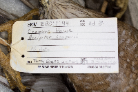 Accipiter cooperii image