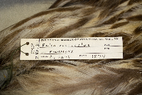 Media resource of Falco rusticolus