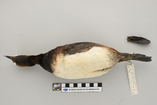 Podiceps nigricollis image