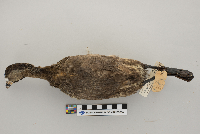 Podilymbus podiceps image